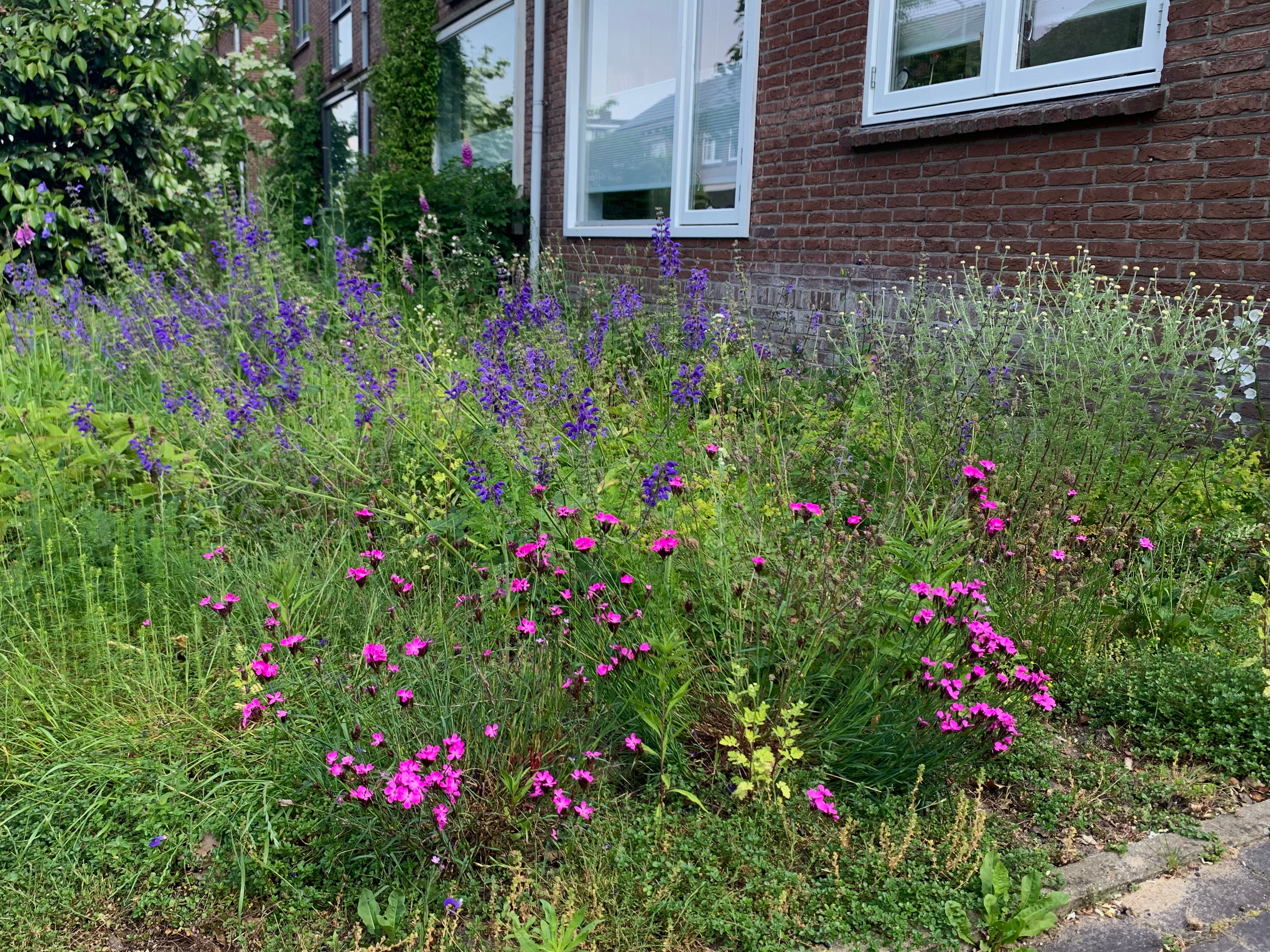Inheemse Flora Planten Van Hier Inheems Hotspots Biodiversiteit inheemse-flora-planten-van-hier-inheems-hotspots-biodiversiteit